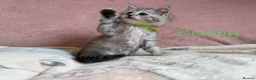 Perdoll cats for sale: Absolutely beautiful Perdoll Kittens  - Advert 15