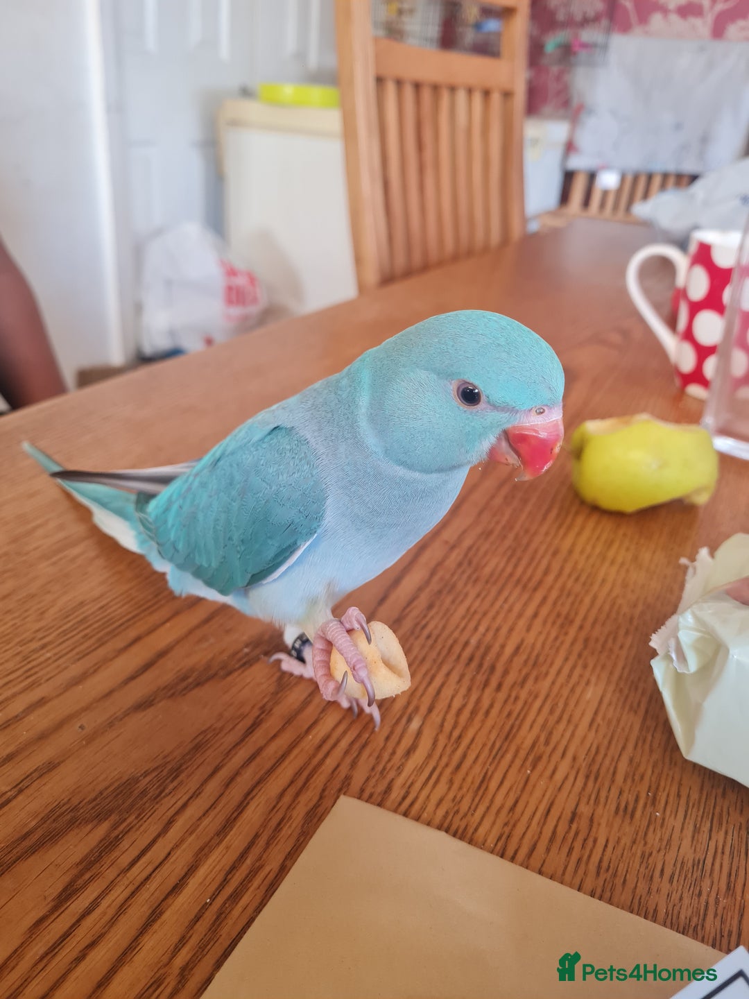 Parrots birds for sale: 5 Month old Handreard female ringneck  - Image 4
