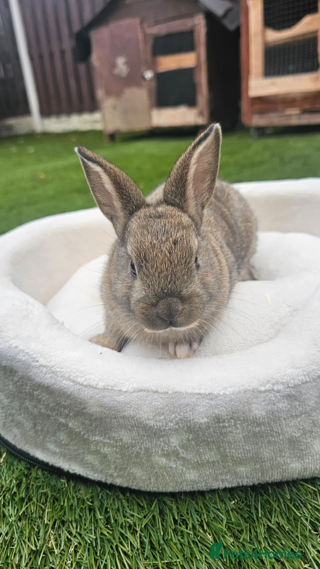 Netherland Dwarf rabbits for sale: 🐰 Beautiful Baby Bunny Looking for Loving Homes  - Advert 2