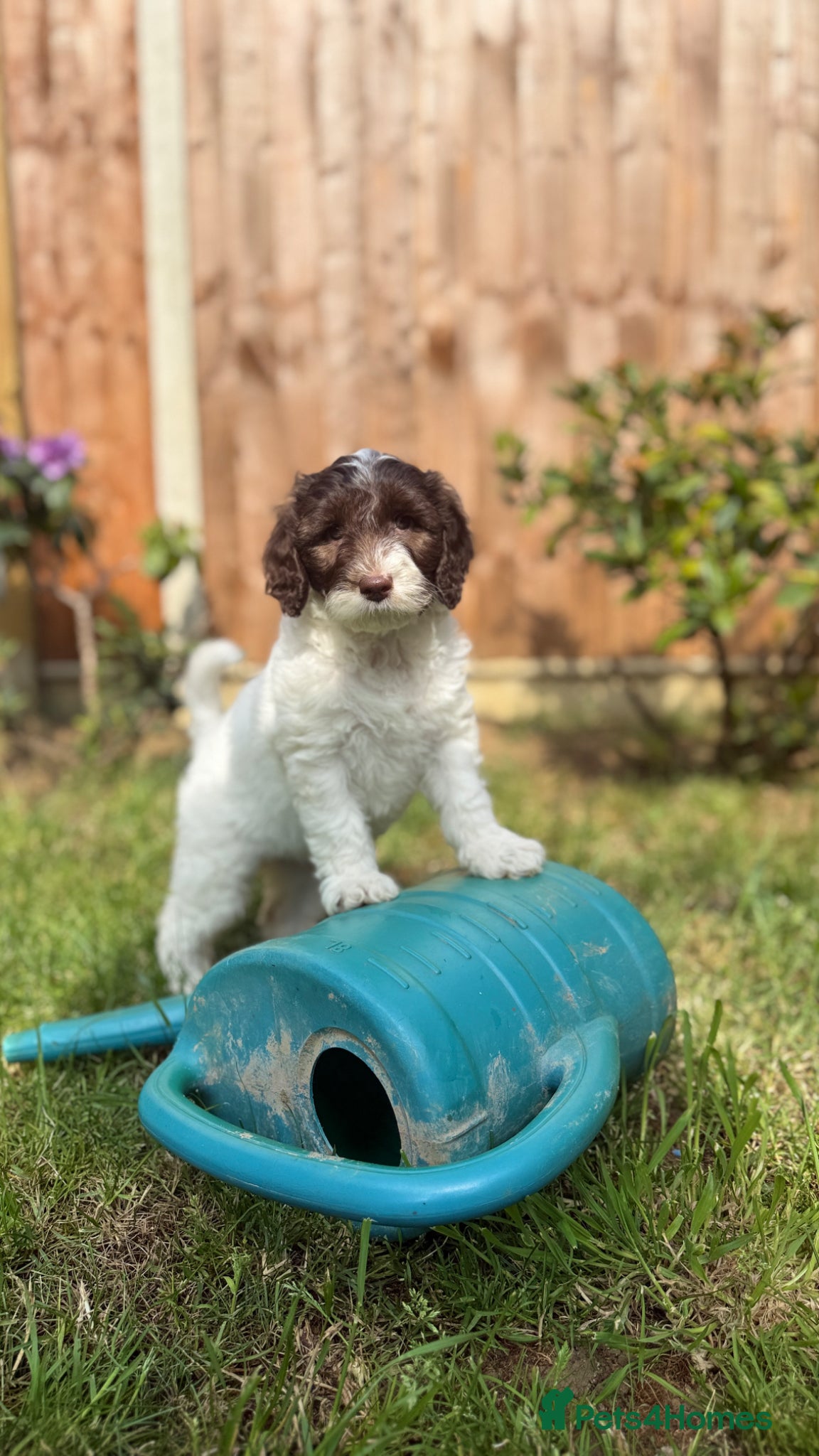 Australian Labradoodle dogs 6 Australian Labradoodles Pups - Ready End of May  - Advert 13