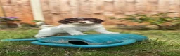 Australian Labradoodle dogs for sale: 6 Australian Labradoodles Pups - READY NOW - Advert 1