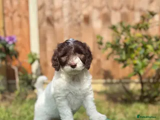 Australian Labradoodle dogs 6 Australian Labradoodles Pups - READY NOW - Advert 2