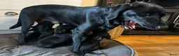Labrador Retriever dogs for sale: Last 2 stunning kc reg black labradors - Advert 20