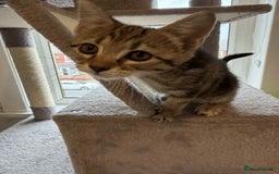 Mixed Breed cats for sale: Adorable Kittens Looking for Forever Homes! 🐱💕 - Image 4