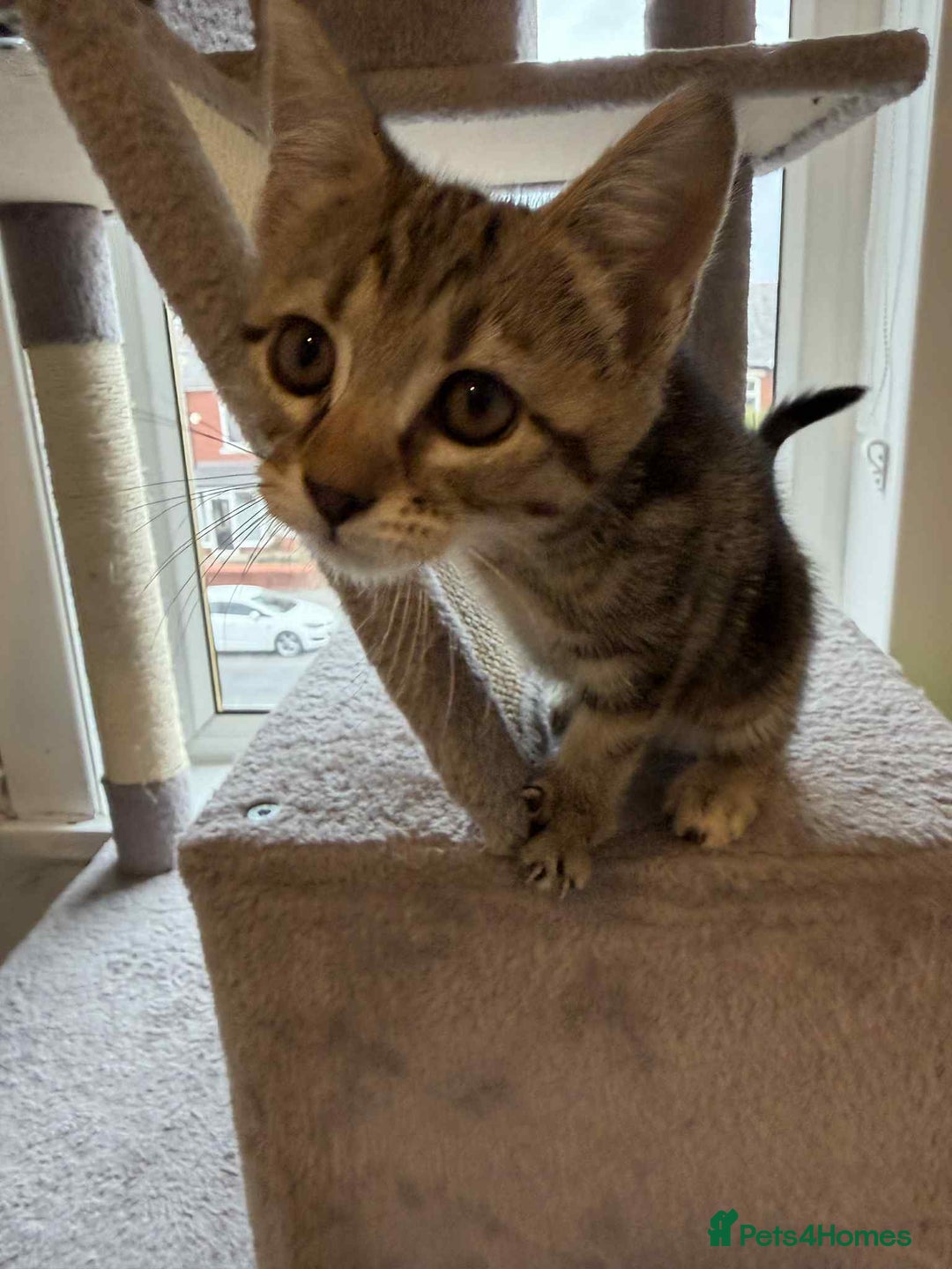 Mixed Breed cats for sale: Adorable Kittens Looking for Forever Homes! 🐱💕 - Image 4