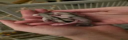 Sugar Glider rodents for sale: 4 Sugar gliders with 2 cages and accessories - Advert 2