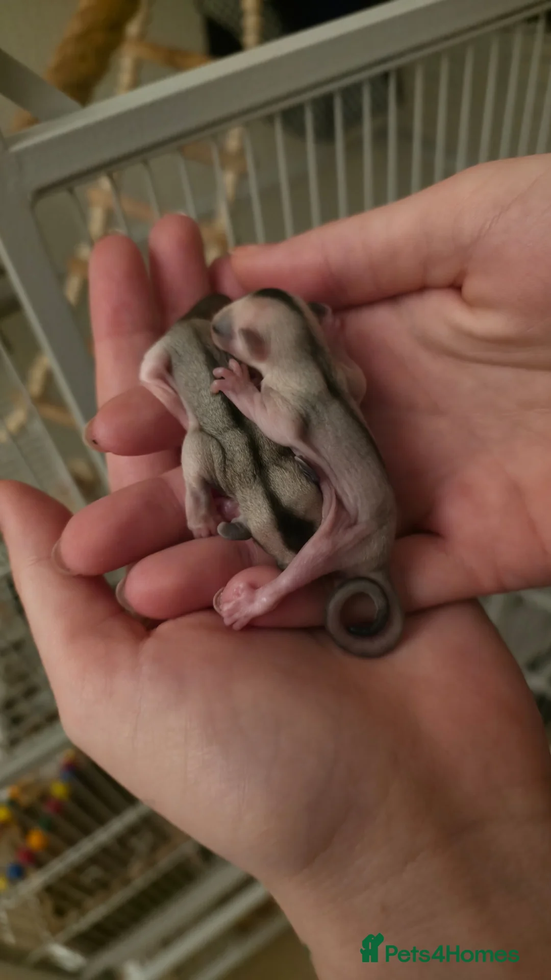 Sugar Glider rodents for sale: 4 Sugar gliders with 2 cages and accessories - Advert 2