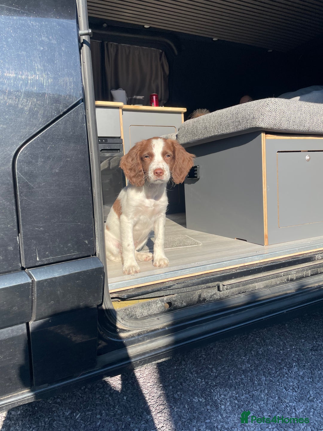 English Springer Spaniel dogs for sale: 6 month old springer spaniel  - Advert 4