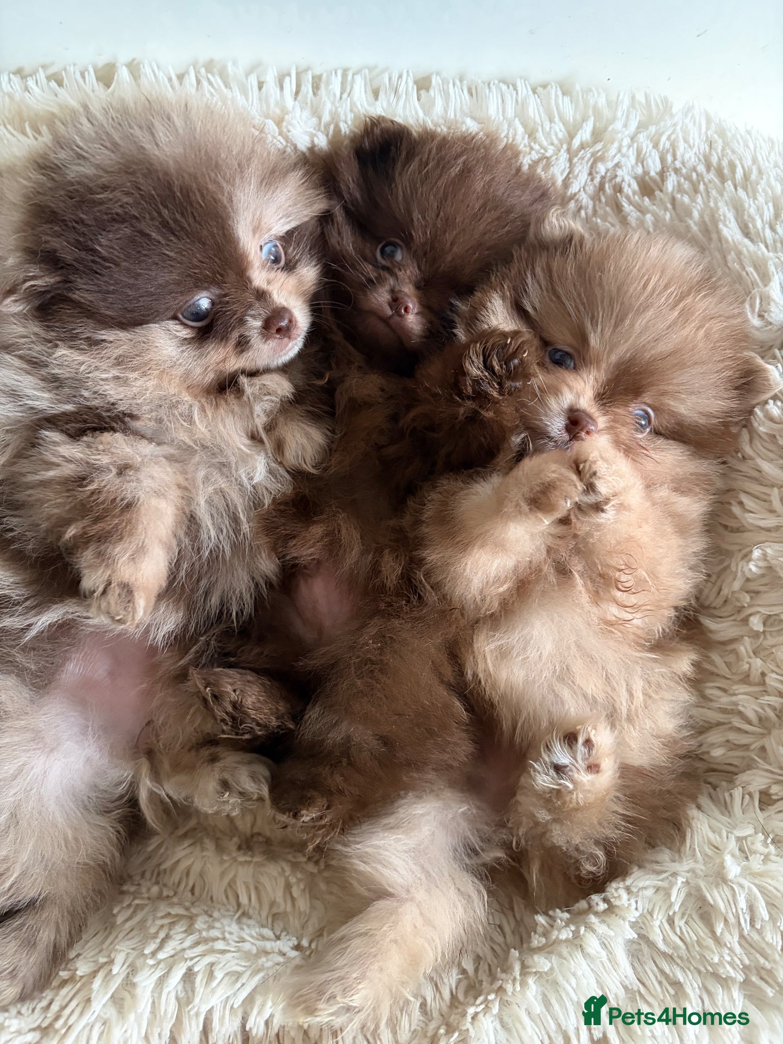 Pomeranian dogs Amazing Poms teddy bear🐻 - Advert 1