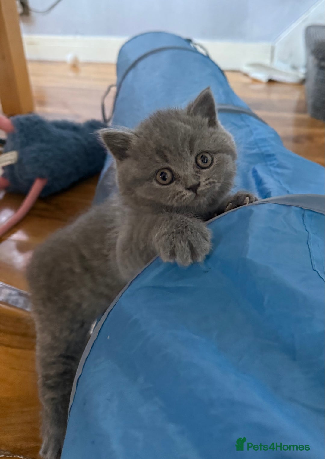 Scottish Fold cats for sale: Scottish fold kittens  - Advert 15