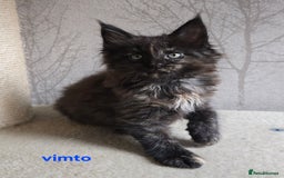 Maine Coon cats for sale: Maine Coon Kittens Tortie/Torbie Russian lines - Image 5