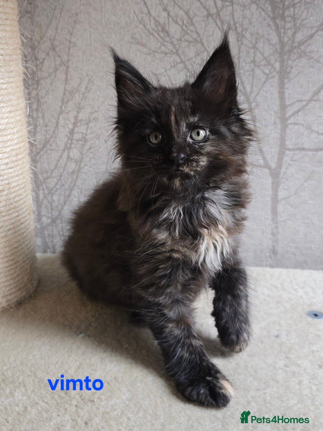 Maine Coon cats for sale: Maine Coon Kittens Tortie/Torbie Russian lines - Image 5