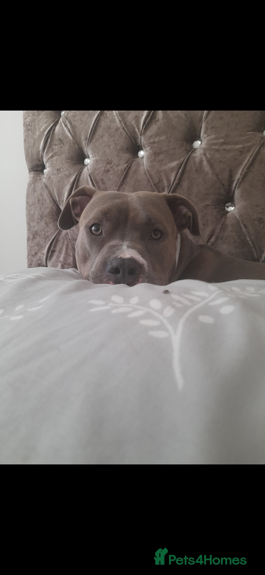 Mixed Breed dogs for sale: Coco / Mrs pop - Image 3