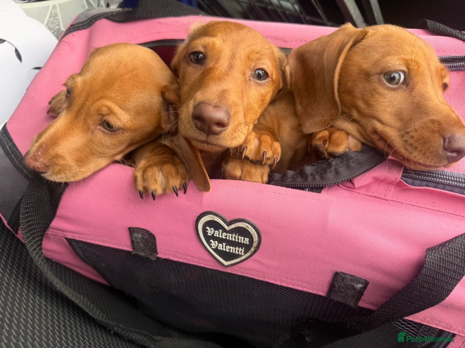 Miniature Dachshund dogs Beautiful boys 3 availble  - Advert 1