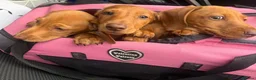 Miniature Dachshund dogs for sale: Ready now only two left had all vacs ready too go  - Advert 10