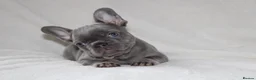 French Bulldog dogs for sale: 💜BLUEBELLE  THE LAST LITTLE BLUE GIRL 💜 - Advert 13