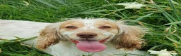 Cocker Spaniel dogs for sale: Health tested working cockers  - Advert 4