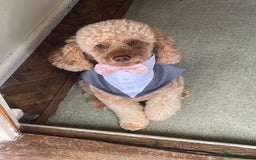 Miniature Poodle dogs for stud: Stud miniature poodle  - Image 3