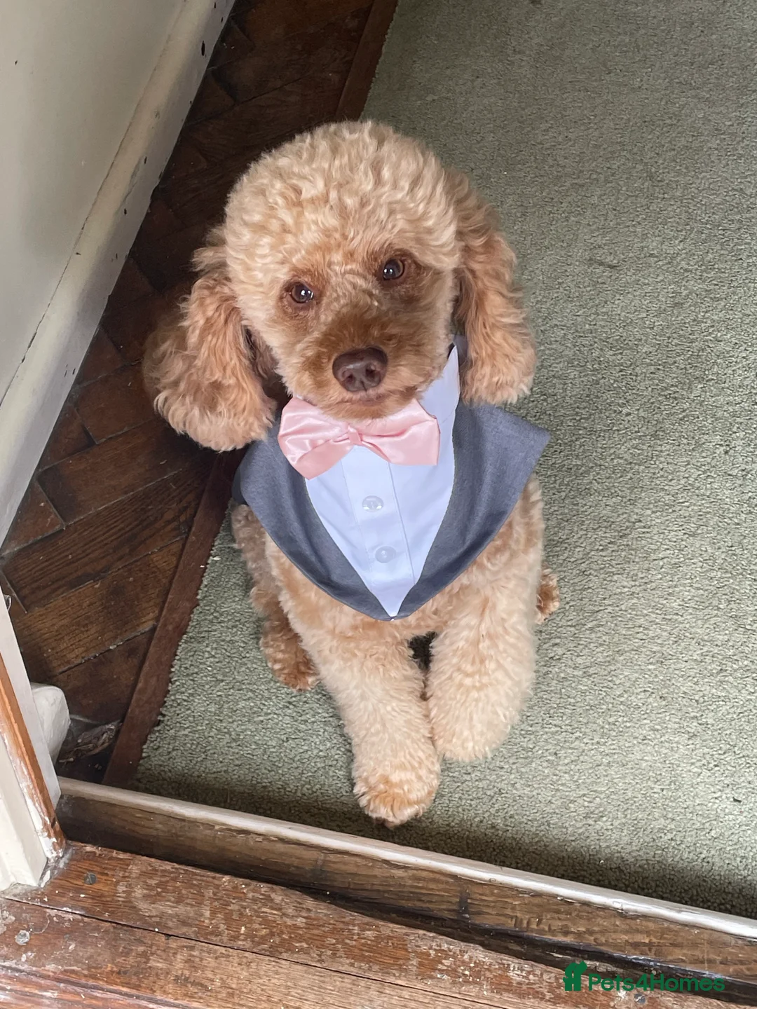 Miniature Poodle dogs for stud: 🐾 Stud miniature poodle, East Sussex/Kent - Advert 1