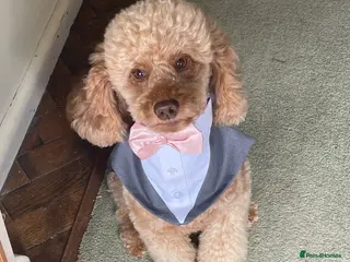 Miniature Poodle dogs Stud miniature poodle, St Leonard’s East Sussex - Advert 10