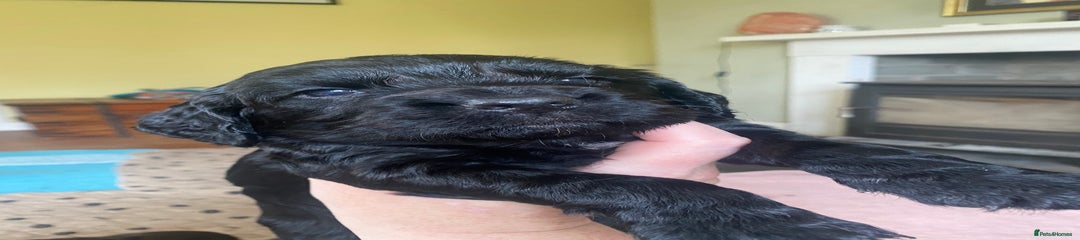 Green collar-black dog 