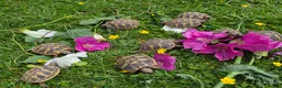 Hermann Tortoise reptiles for sale: Hermanns tortoises. 1 year old with article 10 - Advert 3