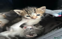 Mixed Breed cats for sale: 5 beautiful, inquisitive fluffy kittens - Image 17