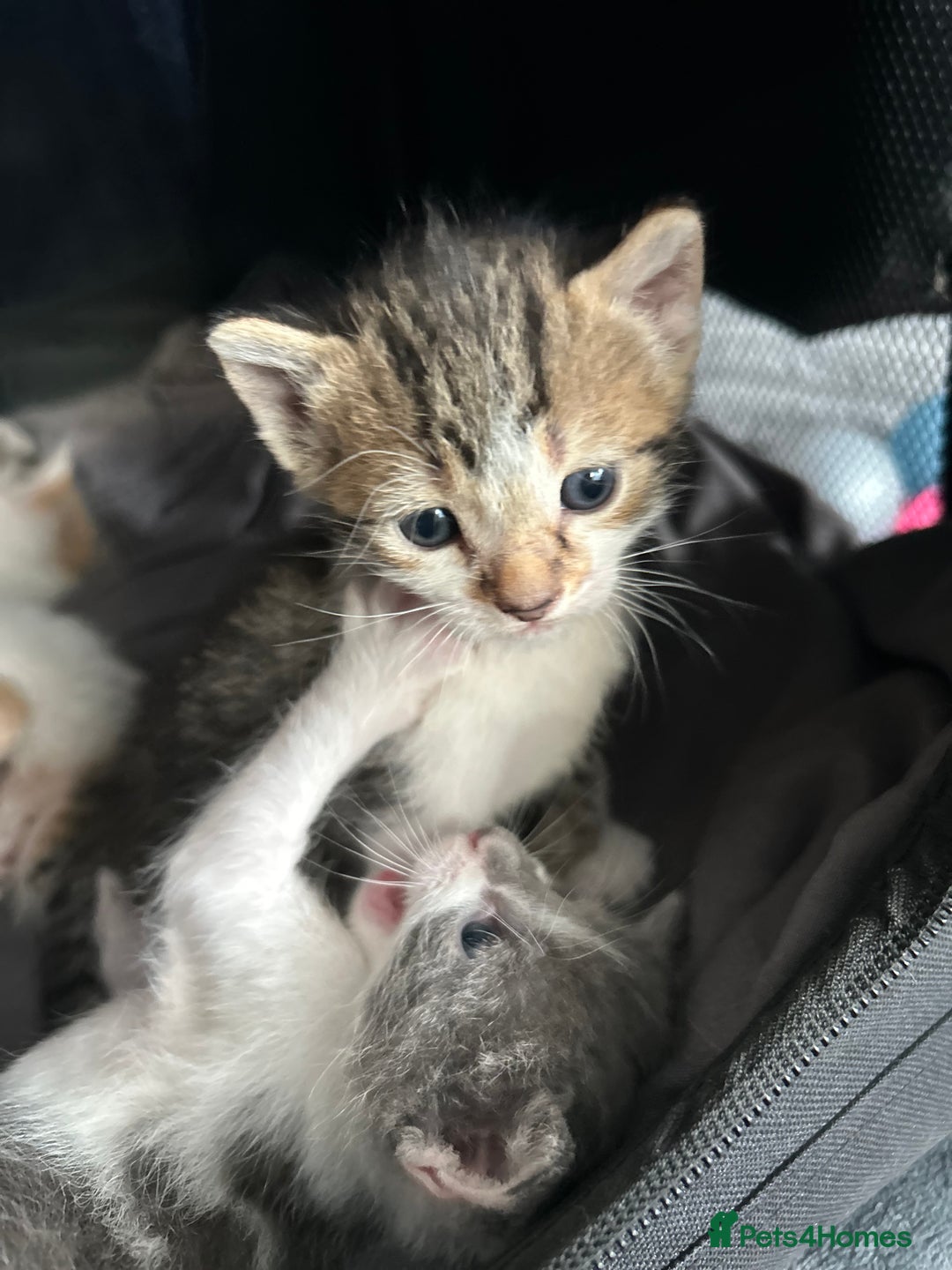 Mixed Breed cats for sale: 5 beautiful, inquisitive fluffy kittens - Image 17