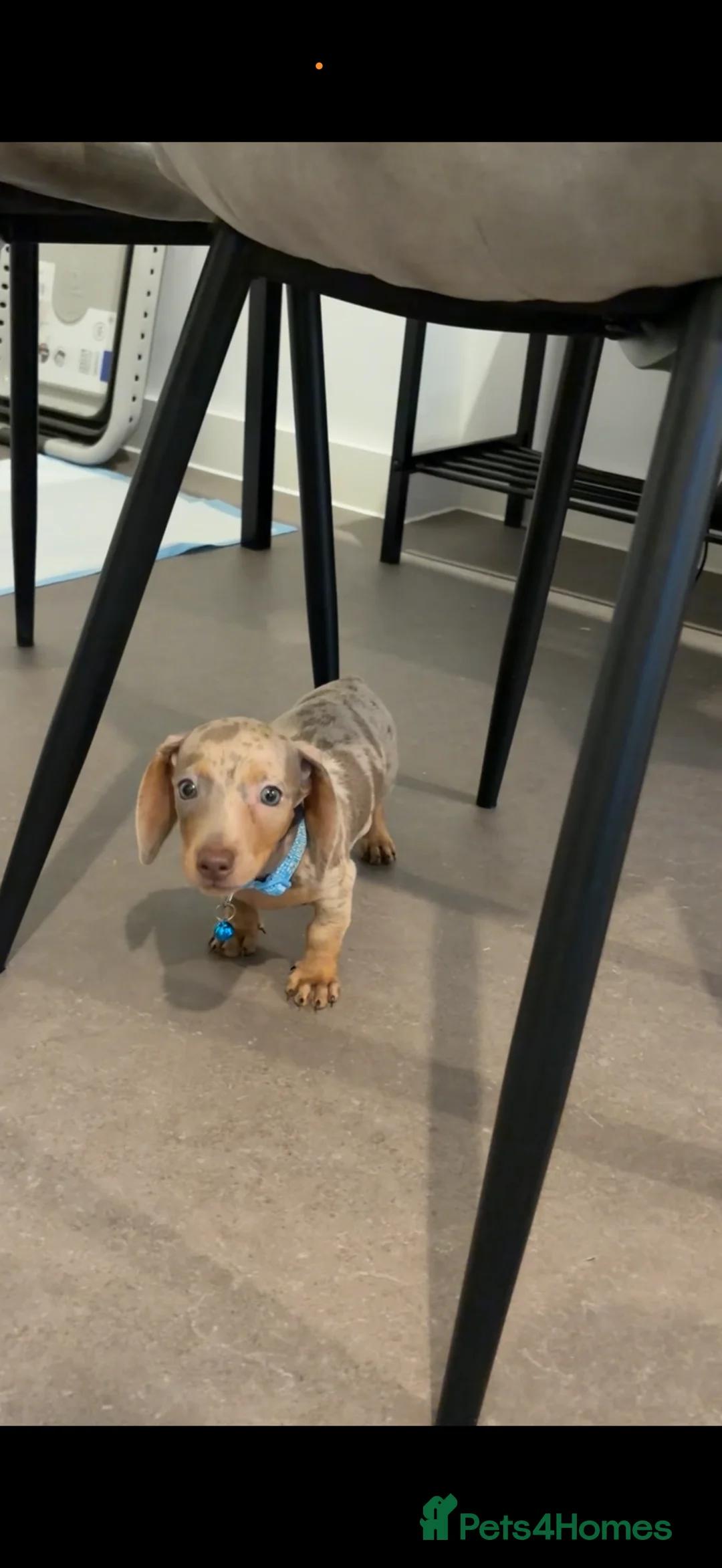 Miniature Dachshund dogs for sale: Dachund Miniature in Leeds - Advert 8