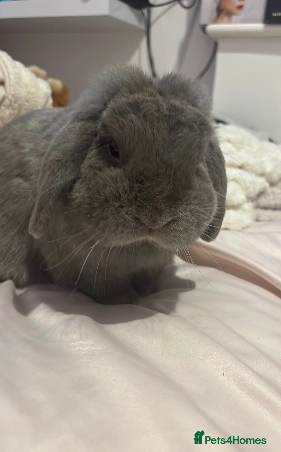Mini Lop rabbits for sale: Mini lop rabbit called Rex - Advert 2