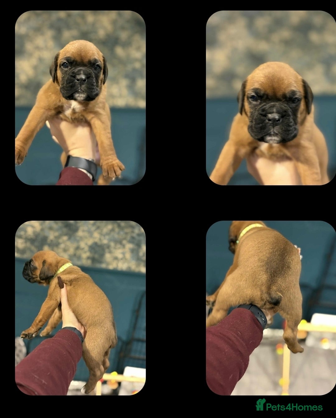 Boxer dogs for sale: ** 1 left*Beautiful bobtail & longtail kc boxer  - Advert 24