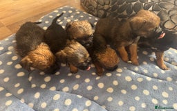 Border Terrier dogs for sale: Beautiful litter of 7 border terrier puppies KC  - Image 6