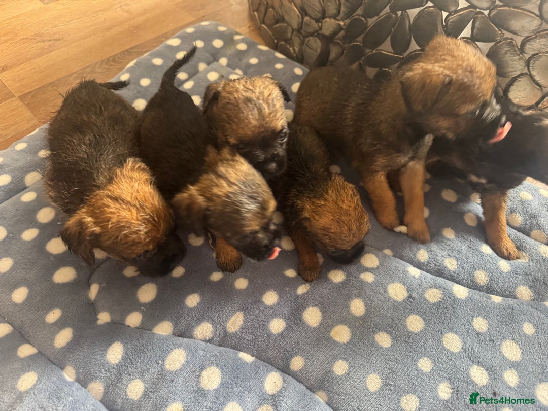 Border Terrier dogs for sale: Beautiful litter of 7 border terrier puppies KC  - Image 6