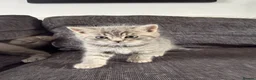 Mixed Breed cats for sale:  Gorgeous British Shorthair Mix Kittens - Advert 16