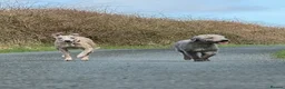 Bedlington Terrier dogs for stud: KC registered CT tested bedlington - Advert 6