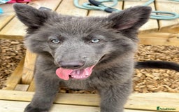 German Shepherd dogs for sale: Beautiful German Shepherd Pair for Rehome - Image 8