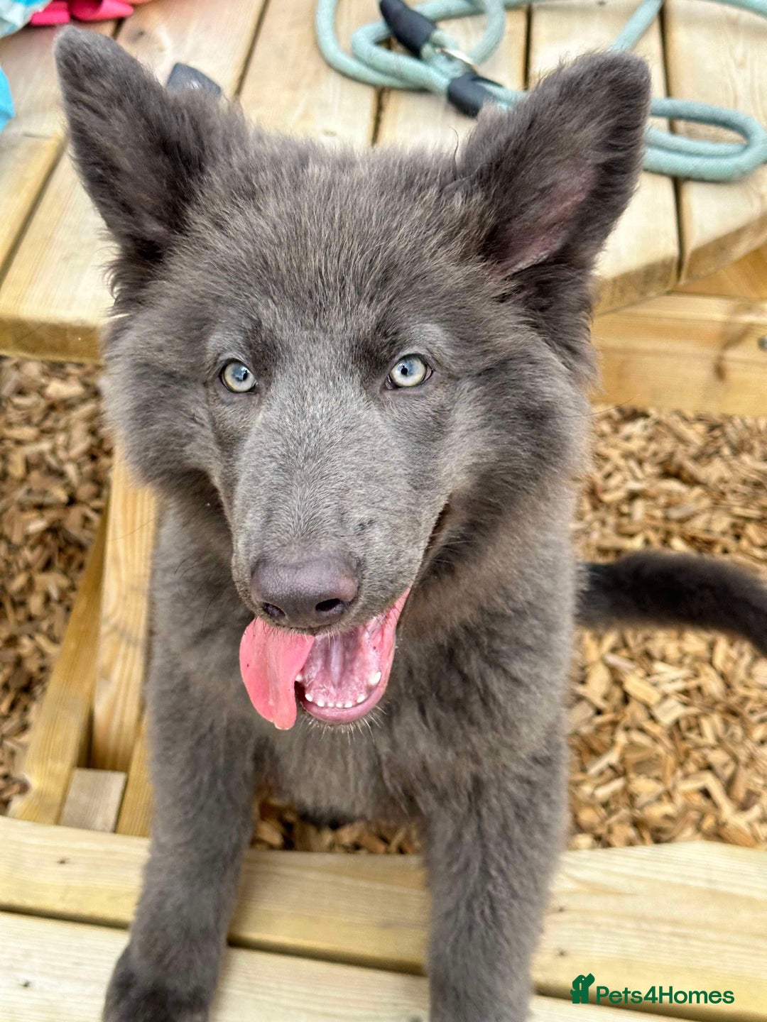 German Shepherd dogs for sale: Beautiful German Shepherd Pair for Rehome - Image 8