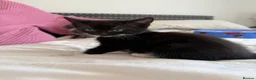 Mixed Breed cats for sale: Kittens  - Advert 12