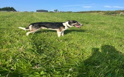 Border Collie dogs for sale: Beautiful Border Collie - Advert 10