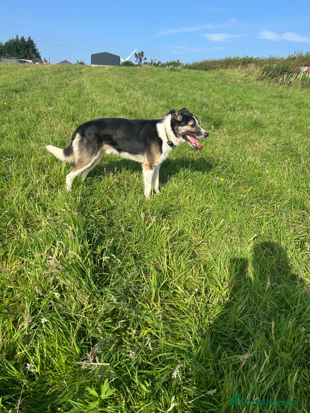 Border Collie dogs for sale: Beautiful Border Collie - Advert 10