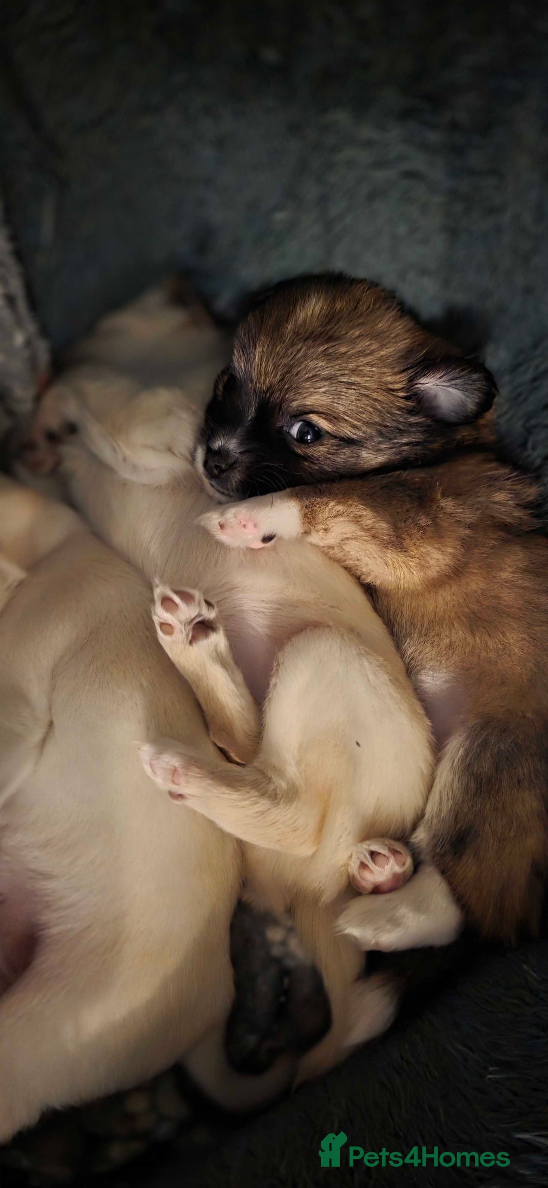 Pomchi dogs for sale: Amazing little Pomchi Pups - Image 7