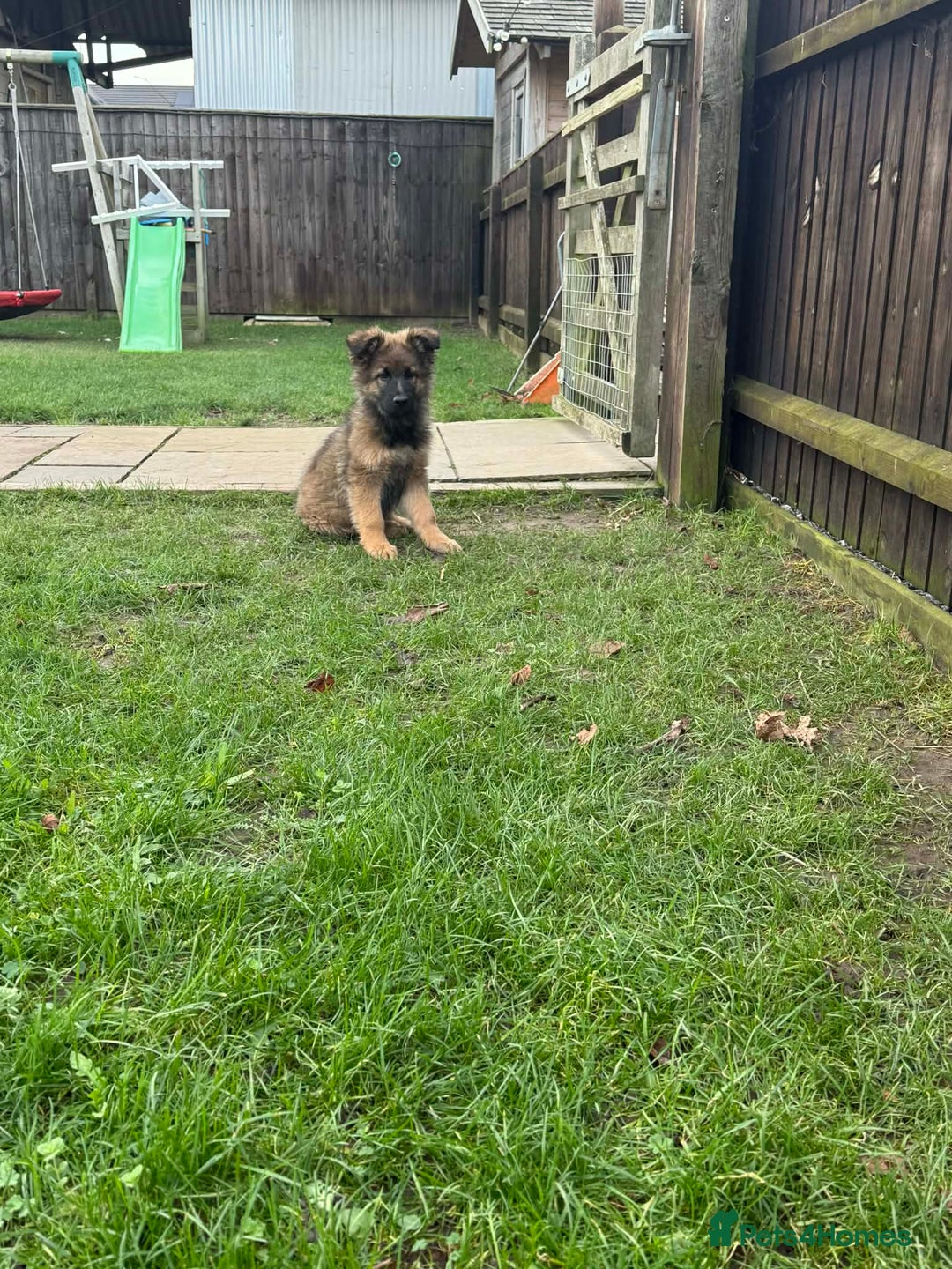 German Shepherd dogs for sale: Beautiful Litter of German Shepherd Puppies - Advert 39
