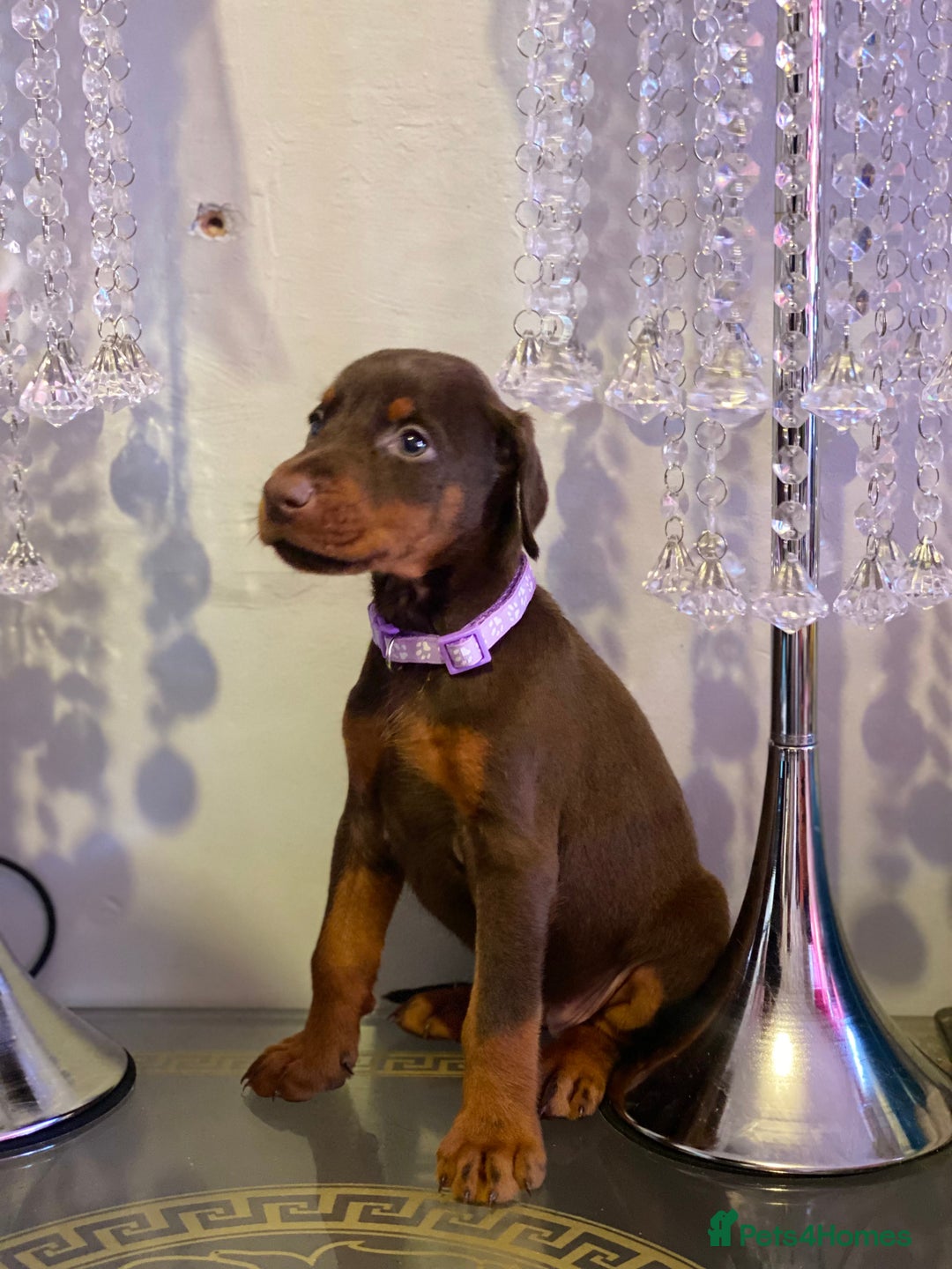 Dobermann dogs for sale: Beautiful Dobermann puppies - Image 14