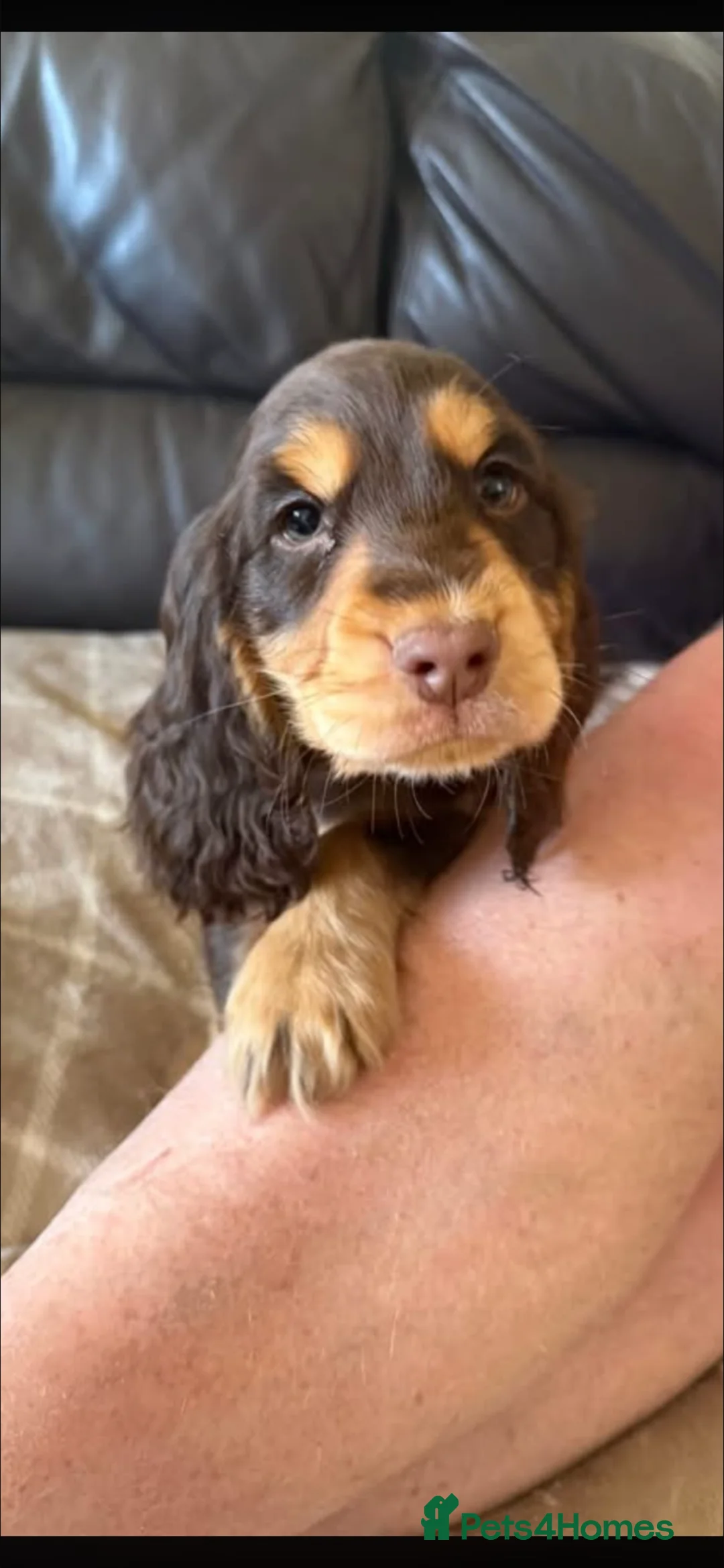 Cocker Spaniel dogs for sale: Cocker Spaniel boy  - Advert 4