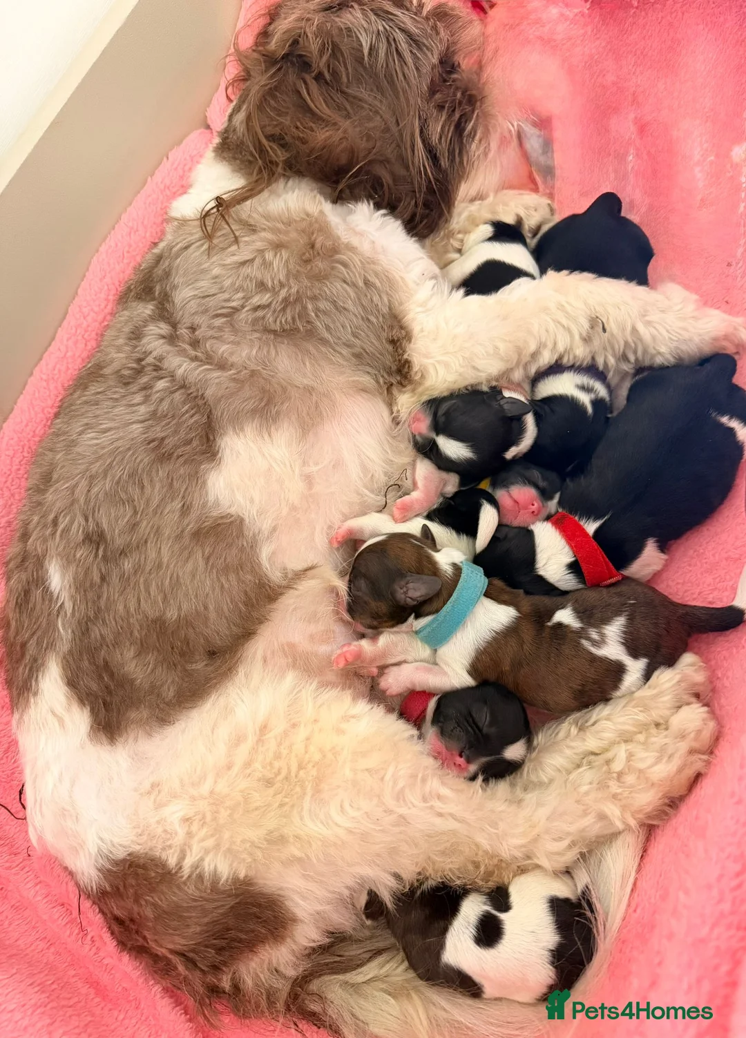 Shih Tzu dogs for sale: ⭐⭐ Shih Tzu Puppies - Mum & Dad Here ⭐⭐ - Advert 2