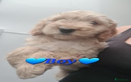 Cockapoo dogs for sale: Beautiful F1 Cockapoos- Ready Now  - Image 15