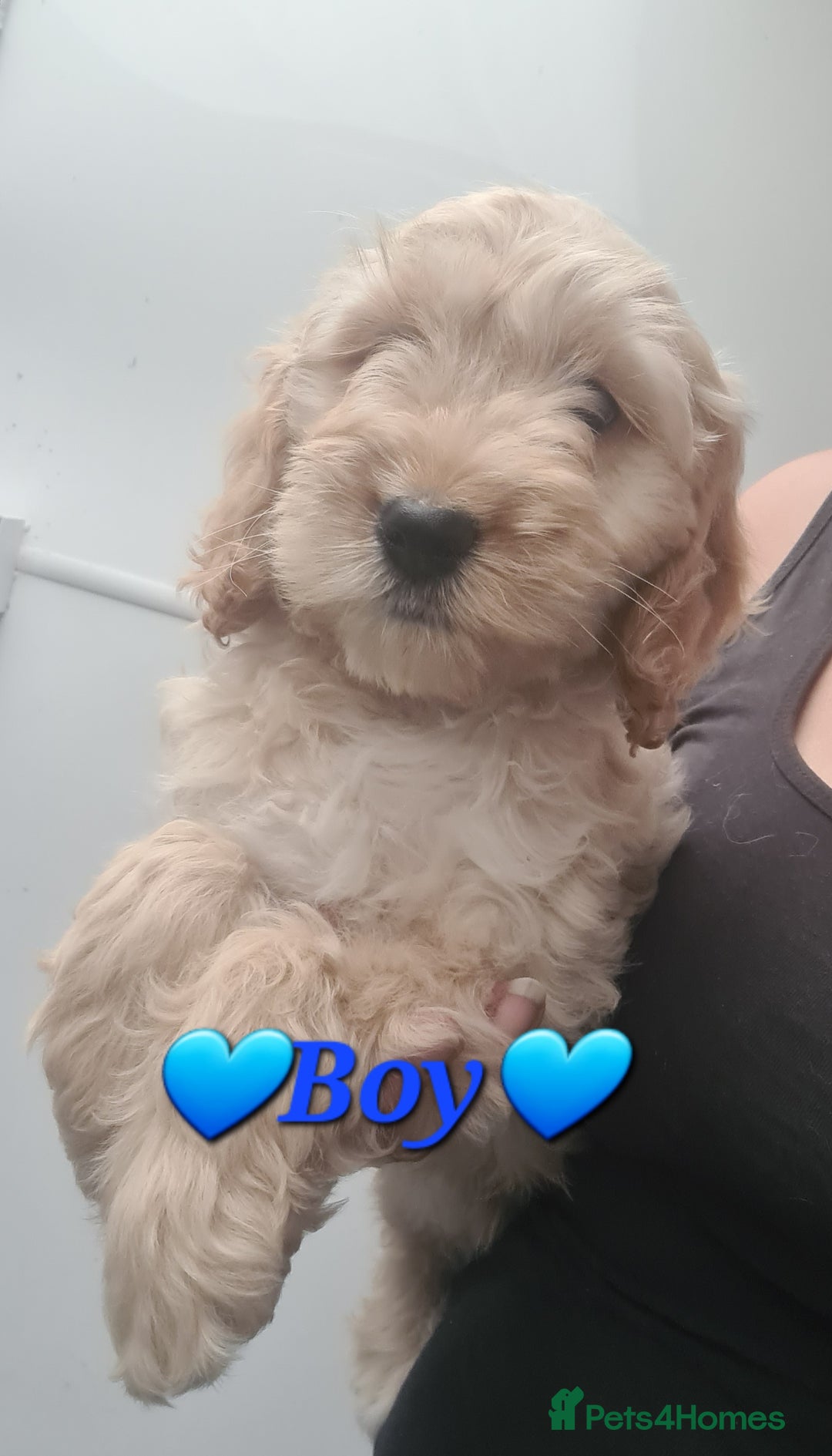 Cockapoo dogs for sale: Beautiful F1 Cockapoos- Ready Now  - Image 15