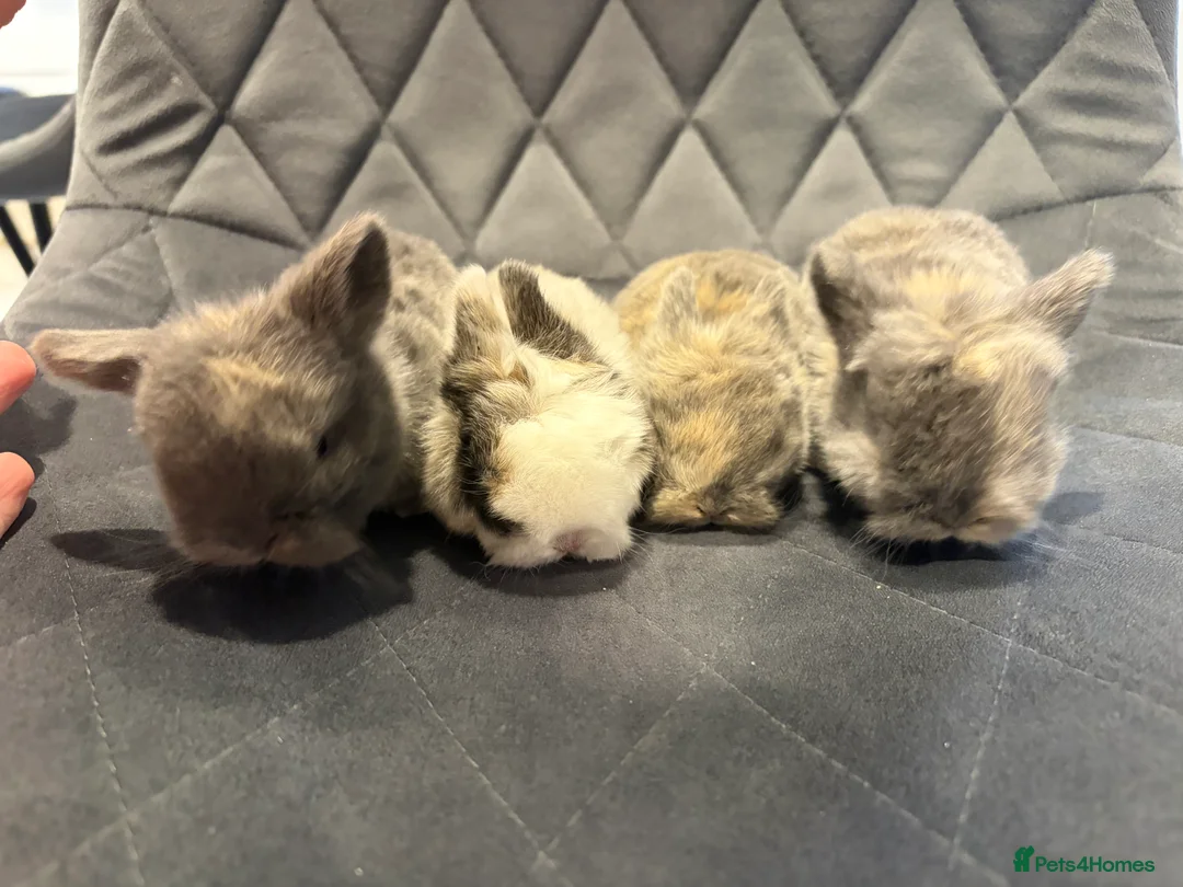 Mini Lop rabbits for sale: Mini lops - ready end April  in Loughborough - Advert 1