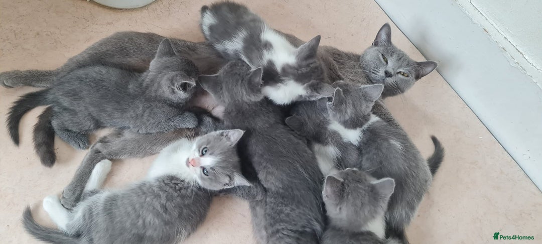 British Shorthair cats for sale: Beautiful Blue British Shorthair Kittens - Image 7