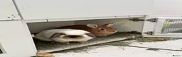 Mixed Breed rabbits for sale: 2 Bunnies for sale  in Beaconsfield - Advert 2